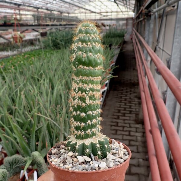 Trichocereus spachianus f. monstruosus gepfr.