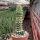 Trichocereus spachianus f. monstruosus gepfr.
