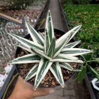 Agave victoriae-reginae cv. White Rhino