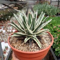 Agave victoriae-reginae cv. White Rhino