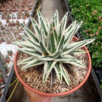 Agave victoriae-reginae cv. White Rhino