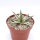 Agave victoriae-reginae cv. White Rhino