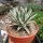 Agave victoriae-reginae cv. White Rhino