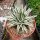 Agave victoriae-reginae cv. White Rhino