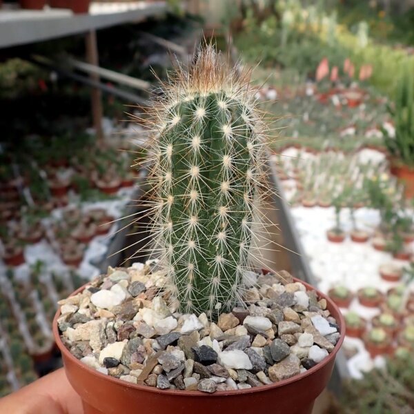 Pilosocereus gounellei ssp. zehntneri