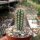 Pilosocereus gounellei ssp. zehntneri