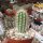 Pilosocereus gounellei ssp. zehntneri