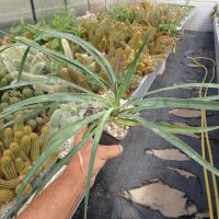 Yucca spec.