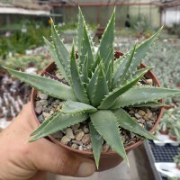 Aloe polyphylla Spiral-Aloe, CITES, not outside EU