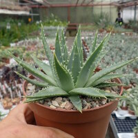 Aloe polyphylla Spiral-Aloe, CITES, not outside EU