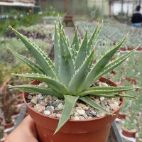Aloe polyphylla Spiral-Aloe, CITES, not outside EU