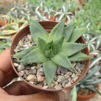 Aloe polyphylla Spiral-Aloe, CITES, not outside EU