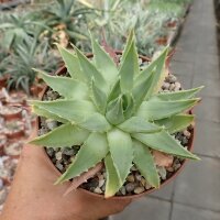 Aloe polyphylla Spiral-Aloe, CITES, not outside EU