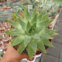 Aloe polyphylla Spiral-Aloe, CITES, not outside EU