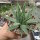Aloe polyphylla Spiral-Aloe, CITES, not outside EU