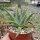 Aloe polyphylla Spiral-Aloe, CITES, not outside EU