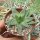 Aloe polyphylla Spiral-Aloe, CITES, not outside EU
