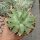 Aloe polyphylla Spiral-Aloe, CITES, not outside EU