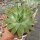 Aloe polyphylla Spiral-Aloe, CITES, not outside EU