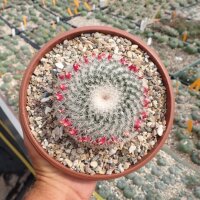 Mammillaria albilanata XL