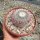 Mammillaria albilanata XL