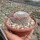 Mammillaria albilanata XL