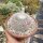 Mammillaria albilanata XL