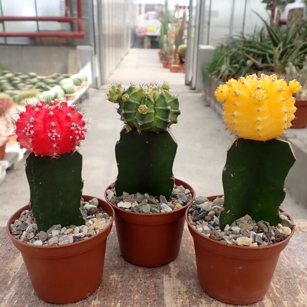 Sortiment Gymnocalycium mihanovichii gepfr.