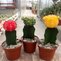 Sortiment Gymnocalycium mihanovichii gepfr.