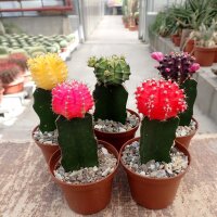 Sortiment Gymnocalycium mihanovichii gepfr.