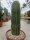 Neobuxbaumia polylopha XL