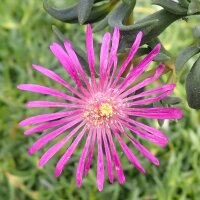 Delosperma hardy mix (dw)