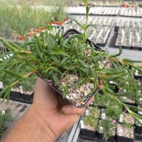 Delosperma hardy mix (dw)