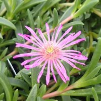 Delosperma hardy mix (dw)