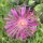Delosperma hardy mix (dw)
