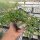 Delosperma hardy mix (dw)
