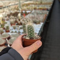 Echinocereus longisetus v. rayonesensis LAU 1101