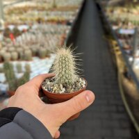 Echinocereus longisetus v. rayonesensis LAU 1101