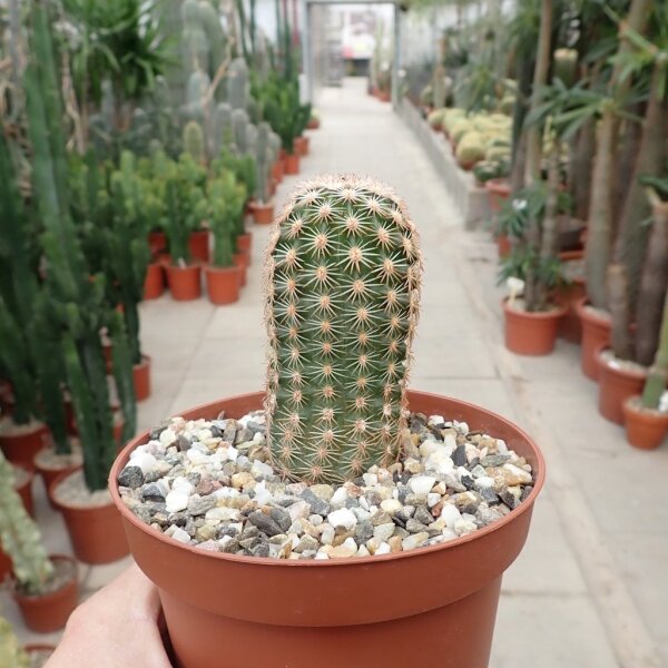 Echinocereus dasyacanthus-hybr. (dw)