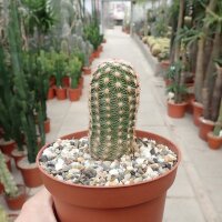 Echinocereus dasyacanthus-hybr. (dw)