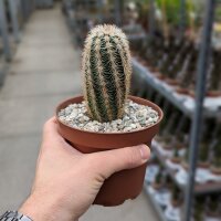 Echinocereus dasyacanthus-hybr. (dw)