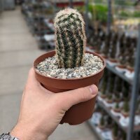 Echinocereus dasyacanthus-hybr. (dw)