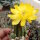 Chamaecereus silvestrii-Hybr. Goa Amber