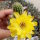 Chamaecereus silvestrii-Hybr. Goa Amber