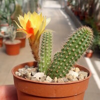 Chamaecereus silvestrii-Hybr. Unikum