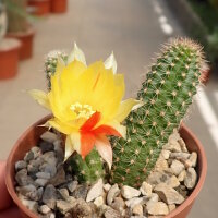 Chamaecereus silvestrii-Hybr. Unikum