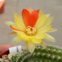 Chamaecereus silvestrii-Hybr. Unikum