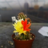 Chamaecereus silvestrii-Hybr. Unikum