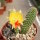 Chamaecereus silvestrii-Hybr. Unikum