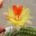 Chamaecereus silvestrii-Hybr. Unikum